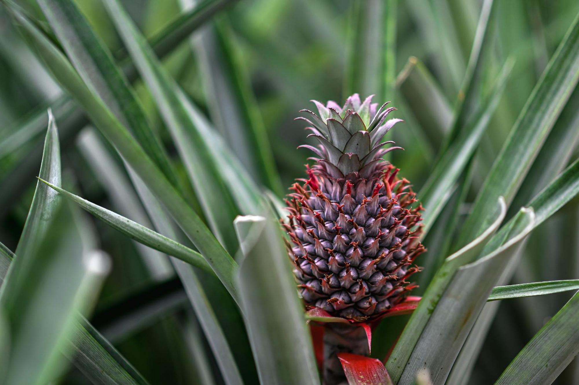 Pineapple Studio Ponta Delgada Eksteriør billede
