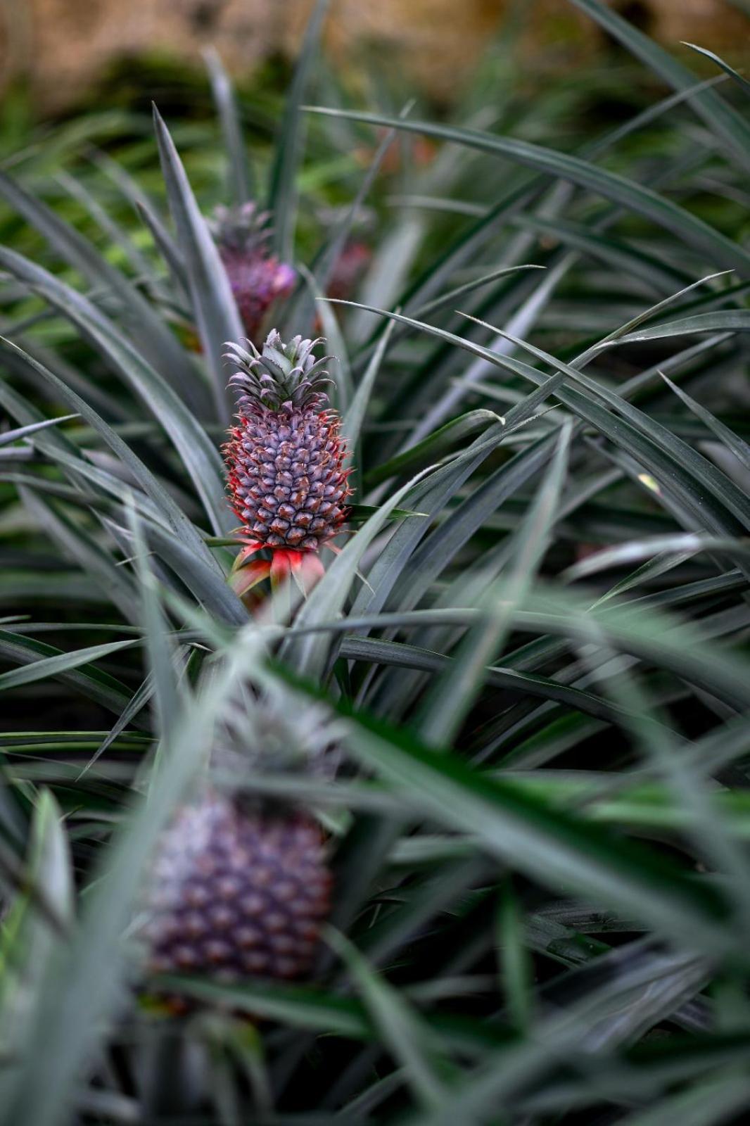 Pineapple Studio Ponta Delgada Eksteriør billede