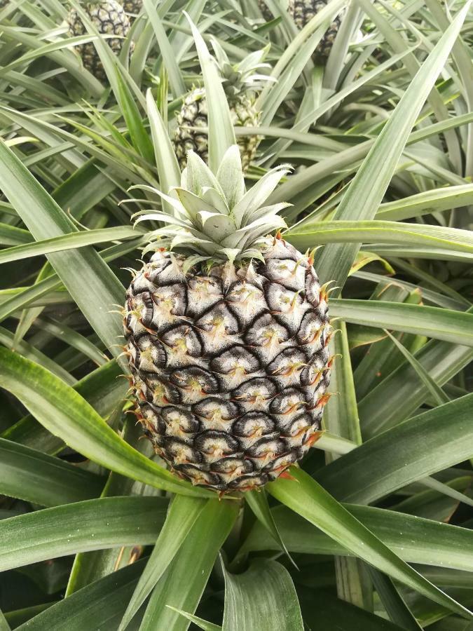 Pineapple Studio Ponta Delgada Eksteriør billede