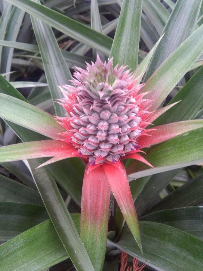 Pineapple Studio Ponta Delgada Eksteriør billede